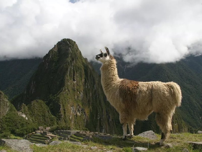 Лама в горах Перу